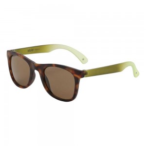 Sunglasses Molo Smile Baobab | PL0000992