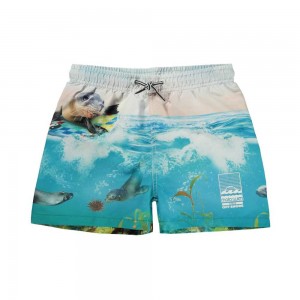 Swimshorts Molo Niko Sealion | PL0001116