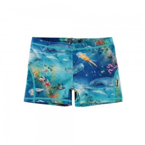 Swimshorts Molo Norton Ocean Zones | PL0001136