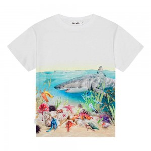 T Shirts Tops Chłopięce Molo Raveno Shore Sharks | PL0000790